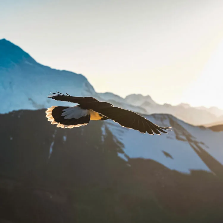 A hawk soaring gracefully above Condor Canyon with its wings spread wide against the backdrop of dramatic cliffs.