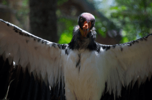 an Andean Condor spreading its wings