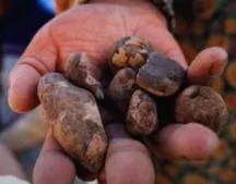 Chuño: One of the Incas’ greatest legacies in food preservation