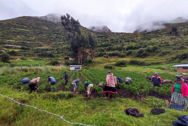 Peruvian vegetables. Potatoes