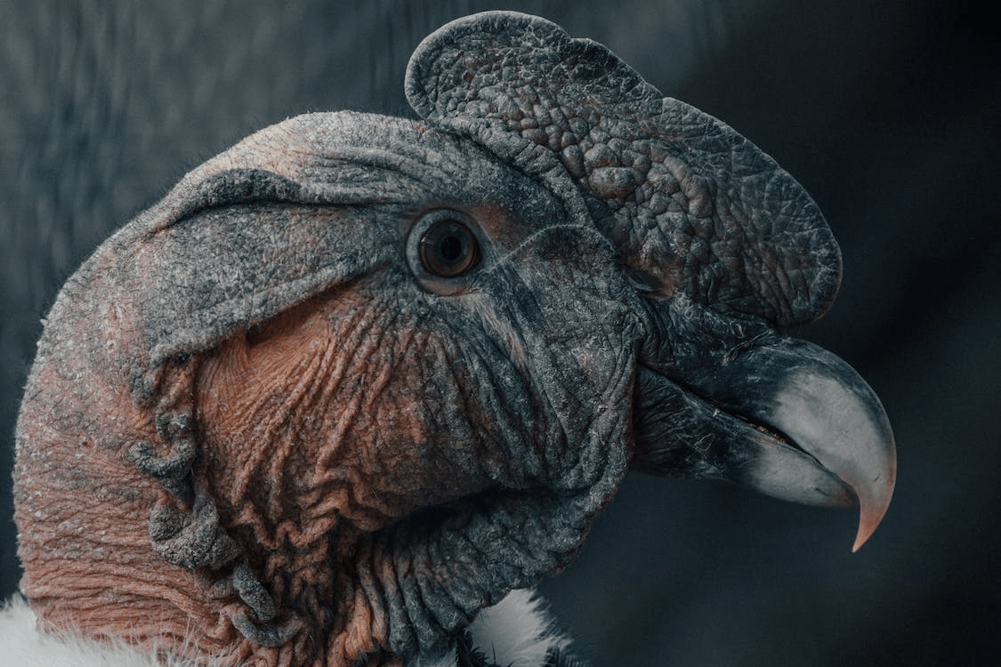 A close-up shot of the Andean Condor that’s showing a side profile of its face, beak, and eyes.