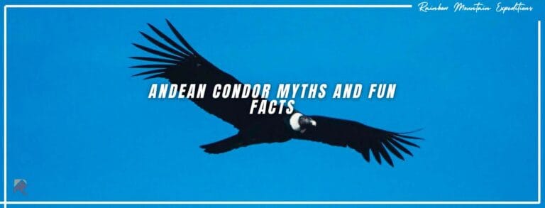 Myths and Fun Facts About the Andean Condor