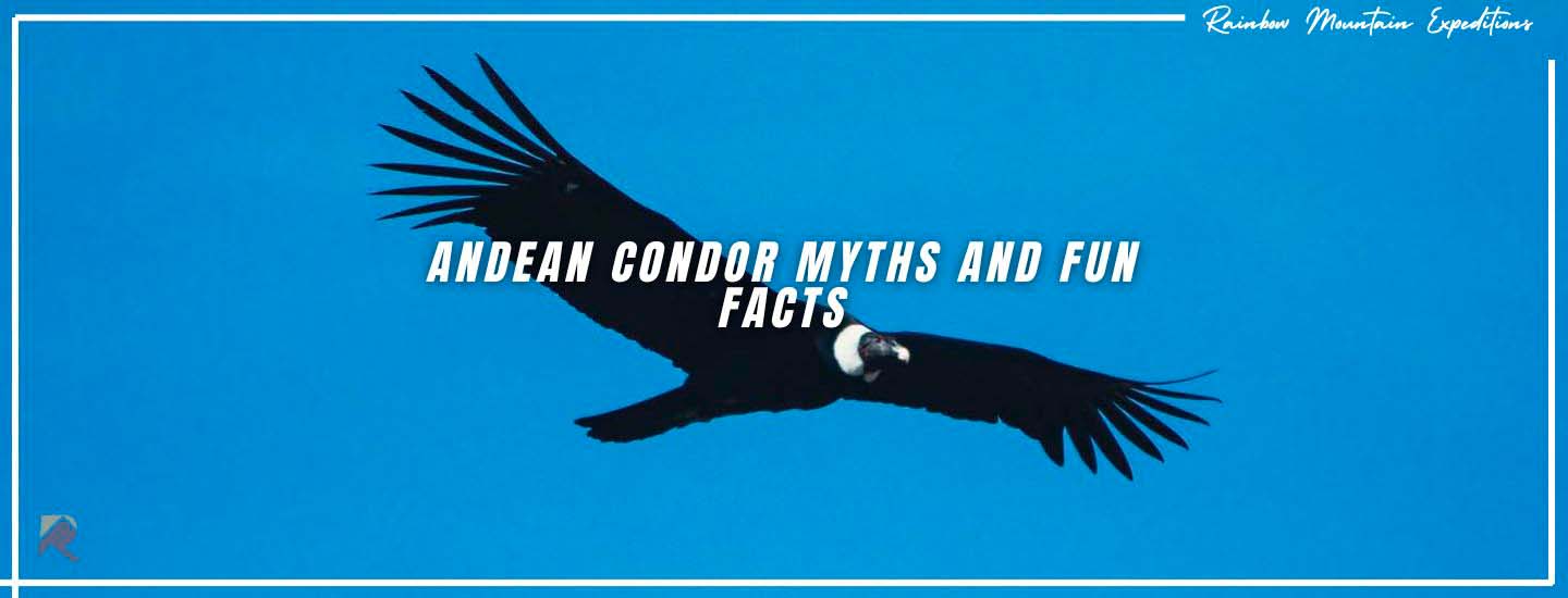 Myths and Fun Facts About the Andean Condor