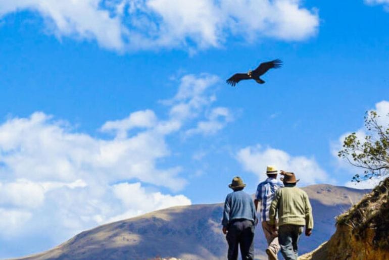 andean condor in peru andean condor in peru