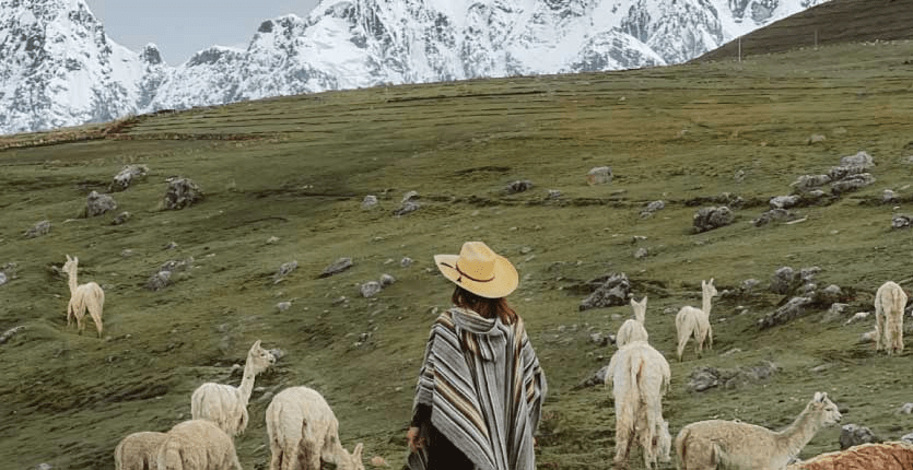 Several alpacas and llamas in front of the Ausangate Mountain