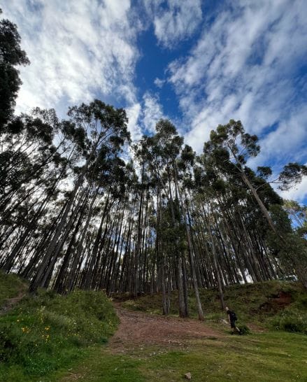 Bosque de Eucalipto en Qenqo