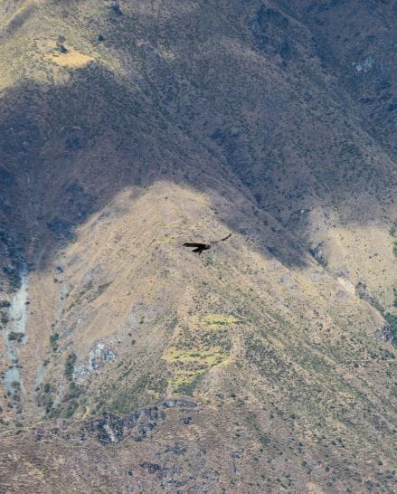Condor Viewpoint of Chonta, Tour from cusco