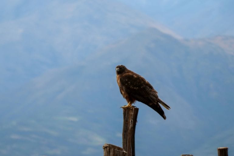 Birdwatching in Cusco