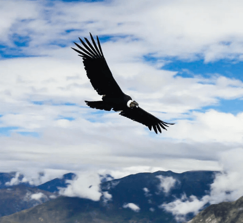 A majestic Andean condor soars through a cloudy sky above the rugged peaks of Condor Canyon near Cusco, with its wings fully outstretched in flight. canyon cusco