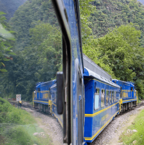 A blue and yellow train traveling through a lush green forest, captured through its window reflection as it curves along a railway track.