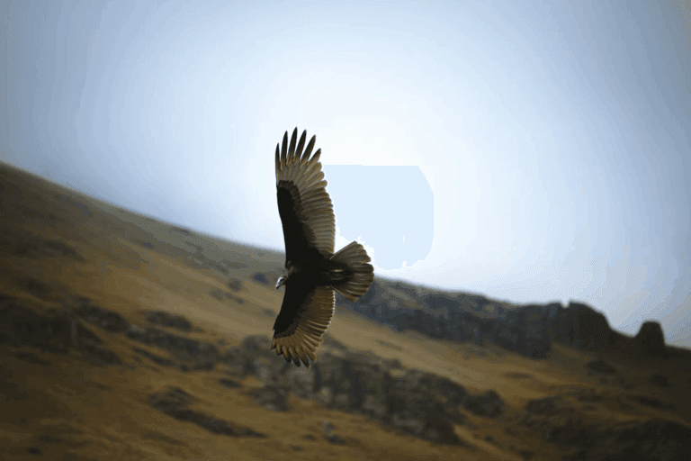 Andean condor over canyon spotted during a Condor Canyon tour