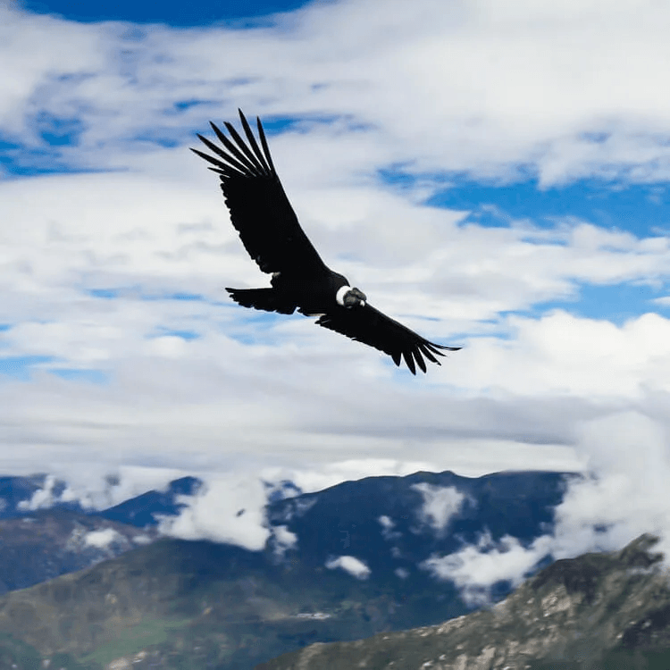 an eagle flying over clouds