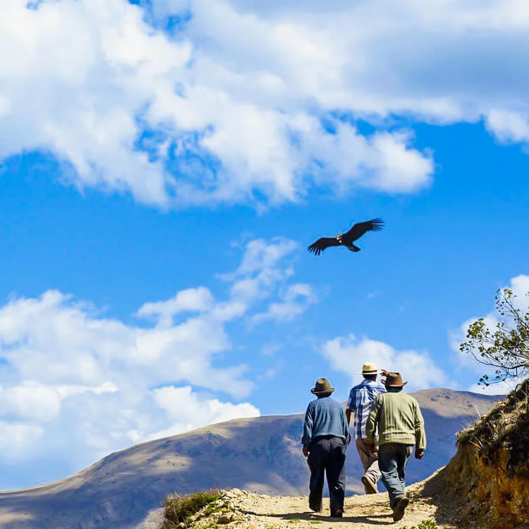 a group of people trekking up the mountains with a view of majestic birds on their way up
