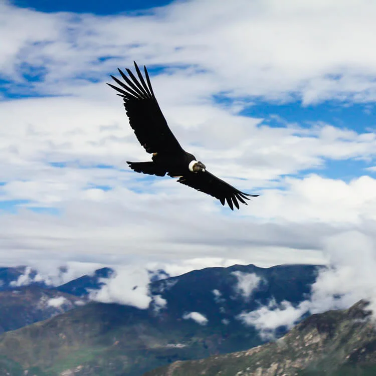 rainbow mountain tour cusco andean condor flying An Andean condor soaring with wings fully spread.